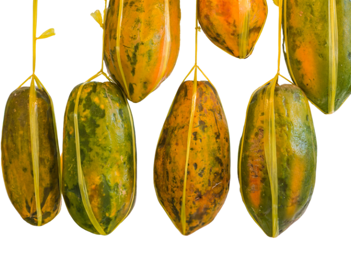 papaya